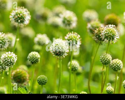 Eryngium yuccifolium, auch bekannt als Klapperschlange-Meister, Button eryngo und Button Schlangenwurzel, ist ein ausdauerndes Kraut aus der Familie der Verbellifer. Stockfoto