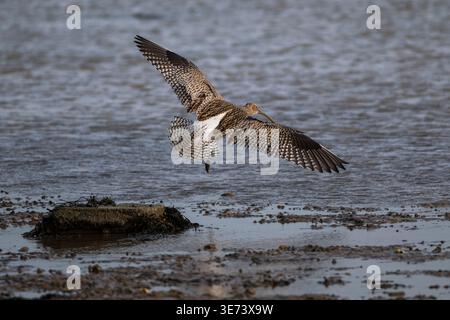Curlew landet im Wattenmeer der Küste Stockfoto