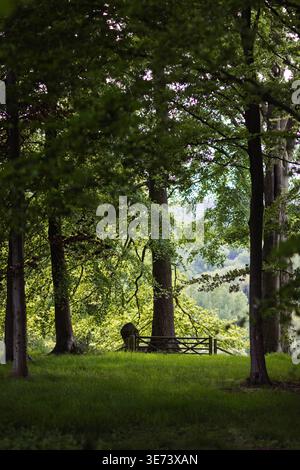 Malerischer Blick durch alte Waldbäume in Richtung eines hölzernen Tors und einer sonnendurchfluteten Wiese in der britischen Landschaft Hopton Wafers Shropshire Stockfoto