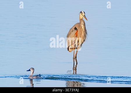 Ein Nordgrauer Reiher (Ardea herodias) steht im späten Abendlicht auf dem ruhigen Wasser einer Lagune. Sein Gefieder ist farbenfroh. Die Flügel sind gefaltet. Er sieht eine Ente, die durch das blaue Wasser vor ihm gleitet. Stockfoto