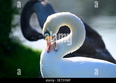 Ein stummer Schwan zieht seine Federn in die Sonne, sein Schnabel ist offen und wird von der Hintergrundbeleuchtung beleuchtet. Im Hintergrund taucht ein anderer stummer Schwan im Schatten auf. Stockfoto
