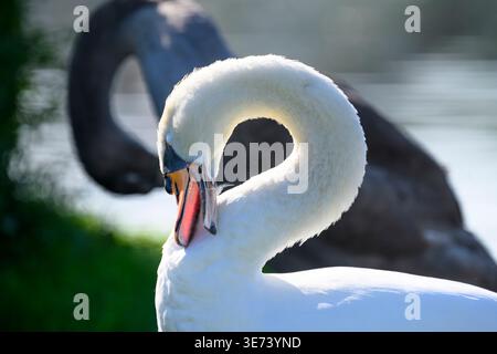 Ein stummer Schwan zieht seine Federn in die Sonne, sein Schnabel ist offen und wird von der Hintergrundbeleuchtung beleuchtet. Im Hintergrund taucht ein anderer stummer Schwan im Schatten auf. Stockfoto