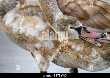 Ein junger stummer Schwan zieht seine hellbraunen Federn vor. Der offene Schnabel zeigt seine Zunge und seine Zähne, die eine seiner Federn reinigen. Stockfoto