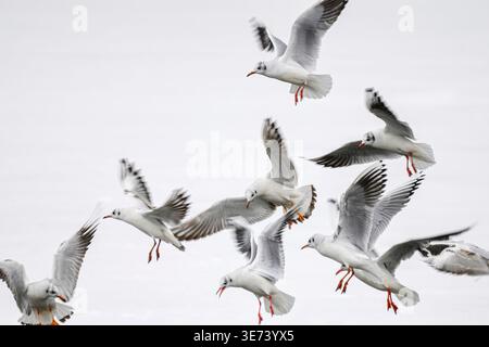 Eine Schar Schwarzköpfiger Möwen in der kalten Winterluft. Stockfoto