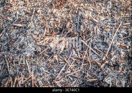 Zahlreiche rote Holzameisen sind auf ihrem Hügel beschäftigt. Sie tragen Material in ihr Nest und arbeiten zusammen Stockfoto