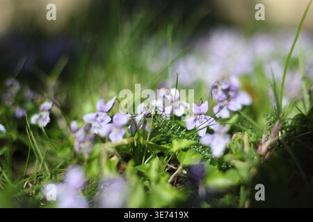 Veilchen wachsen wild in Camberwell, South London Stockfoto