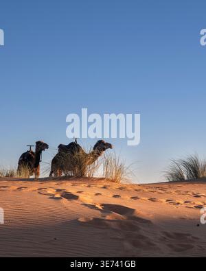 Zwei Kamele im Abendlicht in der Wüste bei Merzouga Stockfoto