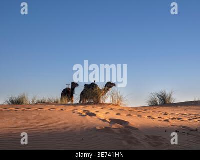 Zwei Kamele im Abendlicht in der Wüste Erg Chebbi bei Merzouga Stockfoto