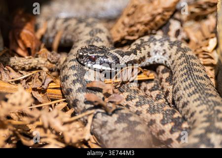 Europäische Additive (Vipera berus) auf dem Boden im Sommer, Bayern, Deutschland Stockfoto