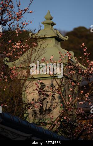 Traditionelle japanische Laterne mit Kanji dekoriert, eingerahmt von blühenden rosa Pflaumenblüten während des Sonnenuntergangs in Kyoto. Stockfoto