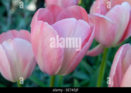 Tulip 'Mystic van Eijjk' eine wunderschöne Sorte mit sanften rosa Blüten im Frühling Stockfoto