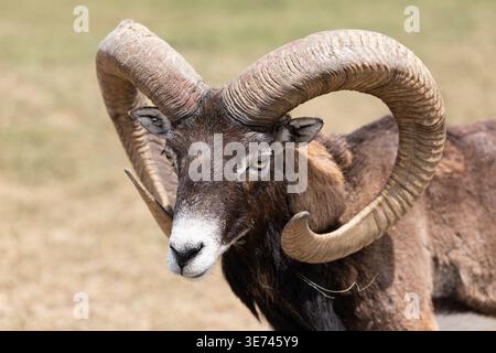 Ein Nahbild eines männlichen europäischen Mufflons oder Wildschafs mit großen gebogenen Hörnern Stockfoto