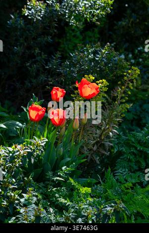 Rote Tulpen, die in der Frühlingssonne in einem englischen Garten leuchten Stockfoto