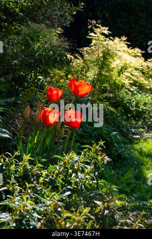 Rote Tulpen, die in der Frühlingssonne in einem englischen Garten leuchten Stockfoto