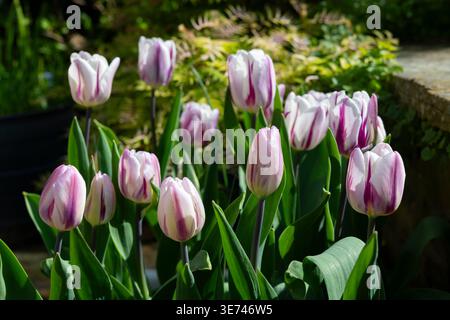 Tulpe „Flaming Flag“ eine triumphale Form der Tulpe, die im April blüht. Stockfoto
