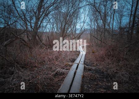 Im Frühjahr führen Holzententenbretter durch einen dunklen, blattlosen Wald Stockfoto