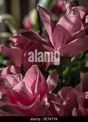 Rosafarbene Rosen wachsen in einem Innenbereich Stockfoto