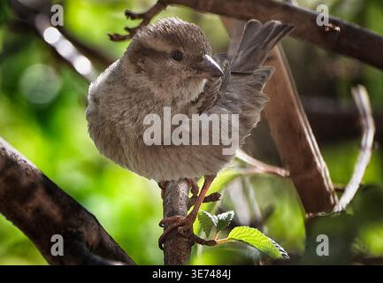 Ein männlicher Haussperling, der in einem Baum nistet Stockfoto