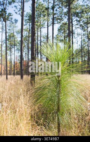 Langblatt-Kiefer (Pinus palustris), der im Wald wächst Stockfoto