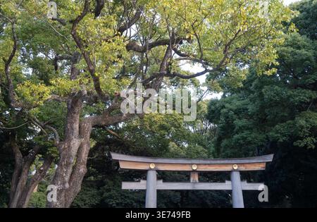 Ein traditionelles hölzernes Shinto-Schrein-Tor steht inmitten eines dichten Waldes mit Sonnenlicht, das durch die Blätter filtert Stockfoto