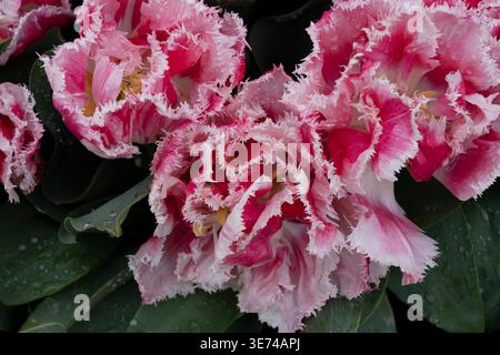 Nahaufnahme der doppelten Tulpenrosa und weißen Spitzenblumen mit Wassertropfen im Frühjahr Stockfoto