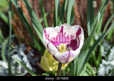 Mehrfarbige Tulpenblüte Stockfoto