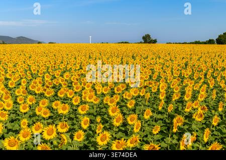 Ein endloses Sonnenblumenfeld, das unter einem hellblauen Himmel mit fernen Bergen und Landschaften blüht. Tausende von gelben Sonnenblumen erzeugen einen Stockfoto