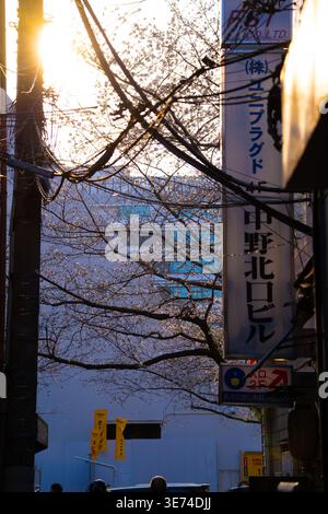 Golden Hour Sonnenlicht filtert durch Kirschblüten und Stromleitungen über einer Straße, gesäumt von Handelsschildern in Nakano, Tokio. Stockfoto