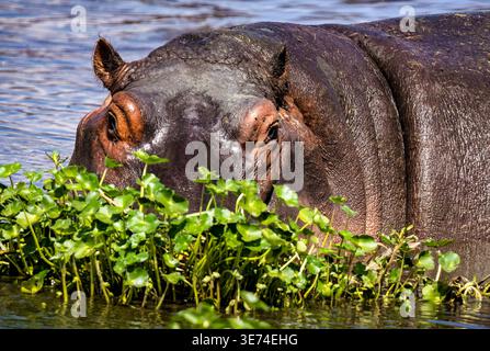 Hippopotamus (Hippopotamus amphibius), der im flachen Wasser im Ngorongoro-Krater in Tansania ruht. Stockfoto