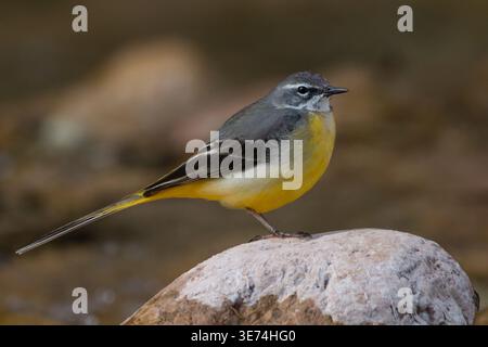 Grauer Bachstelz (motacilla cinerea), der auf Flussstein steht, Nahaufnahme mit verschwommenem Wassergrund, langer Schwanzvogel mit gelbem, grauem und schwarzem Gefieder. Stockfoto
