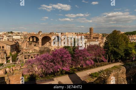 panoramablick auf Forum und Kolosseum in Rom im Frühling vom Palatin aus, Italien Stockfoto