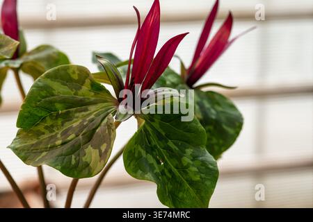 Rote Trilliumblüte blüht. Trillium chloropetalum Blüte mit roten Blüten und großen grünen Blättern Stockfoto
