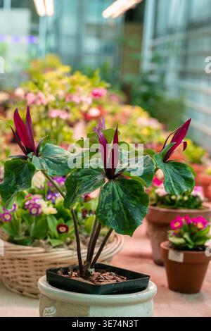 Rote Trilliumblüte blüht. Trillium chloropetalum Blüte mit roten Blüten und großen grünen Blättern Stockfoto