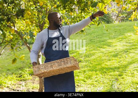 Reifer afroamerikanischer Mann, der Zitronen unter Zitronenbaum pflückt, in Denim-Schürze mit Korb. Obstgarten, Ernte, Zitrusfrüchte, Obst, sonnenbeschienen, Außenbereich, g Stockfoto