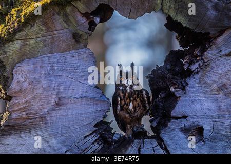 Ein mächtiger eurasischer Uhu, Bubo Bubo, steht in einem verwitterten Hohlbaum mit reichen Texturen und intensivem Blick. Stockfoto