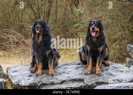 Zwei Hovawart-Hunde, Canis Lupus familiaris, sitzen zusammen auf einem nassen Felsen mit verschwommenem Waldgrund. Stockfoto