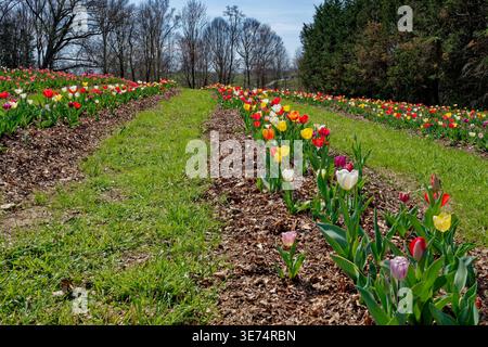 Eine Vielzahl von bunten Tulpen in voller Blüte wächst an einem sonnigen Tag auf einem Hügel mit Laubmulch in Reihen auf Ackerland mit Bäumen im Hintergrund Stockfoto