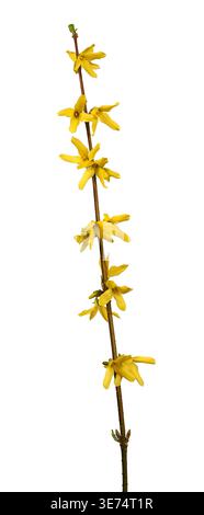 Gelbe Forsythienblüten auf isoliertem Zweig Stockfoto