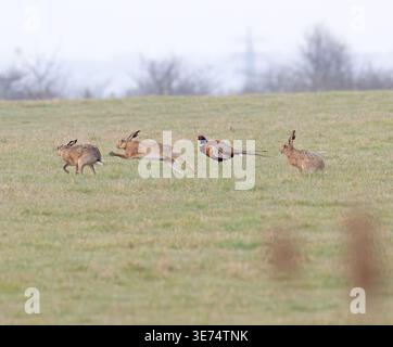 Hase jagt um einen Fasan Elmley Marshes Kent Stockfoto