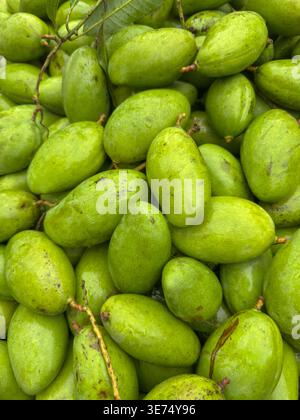 Rohe oder grüne Mangos werden auf dem Markt verkauft. Dieses Foto wurde aus Bangladesch gemacht. Stockfoto