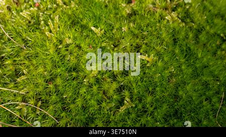 Polytrichum Moos Teppich mit Sporophyten – Vivid Green Forest Floor Makrotextur Nahaufnahme Stockfoto