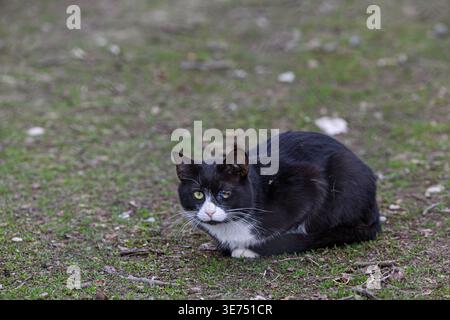 Eine schwarz-weiße Smoking-Katze hockt sich draußen auf kurzem Gras und wirkt wachsam und vorsichtig. Natürliches Licht hebt die grünen Augen und das strukturierte Fell hervor. Stockfoto