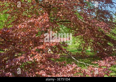 Ein großer Laubbaum mit dichtem rötlich-violettem Laub dominiert den Vordergrund, seine ausladenden Äste bilden ein Dach aus kupferfarbenen Blättern Stockfoto