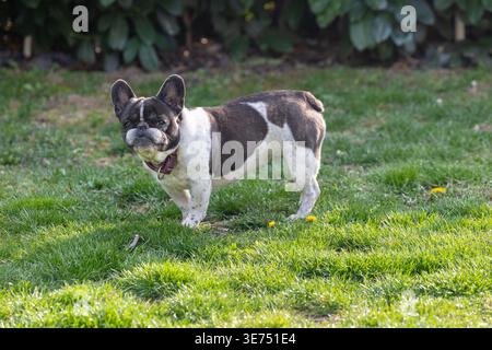 Eine weiße französische Bulldogge steht wachsam auf üppigem, grünem Gras in einem sonnigen Parkhof, trägt einen Kragen und blickt mit neugierigen, Stockfoto