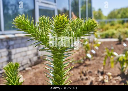 Nahaufnahme eines leuchtend grünen Monkey-Puzzle-Baums (Araucaria araucana) mit charakteristischen scharfen, dreieckigen Blättern, die in einer Spirale angeordnet sind Stockfoto