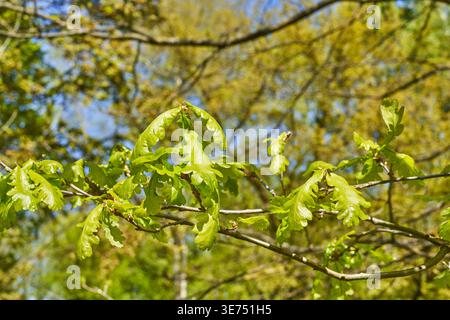 Nahaufnahme von frischen jungen Eichenblättern (Quercus), die an Baumzweigen im hellen Frühlingssonnenlicht wachsen. Das lebendige grüne Laub zeigt charakteristische Stockfoto