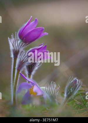 Wilde Pasque-Blumen blühen auf dem Feld Stockfoto