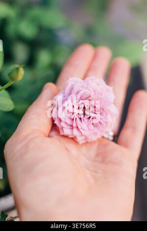 Hand mit einer hellrosa Blume mit grünen Blättern im Hintergrund während der Tageslichtstunden in einem Garten Stockfoto
