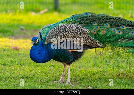 Ein hochwertiges Vollprofil-Bild eines gewöhnlichen Pfauzens (Pavo cristatus), der elegant auf grünem Gras in einem Park steht. Das Foto fängt perfekt das B ein Stockfoto