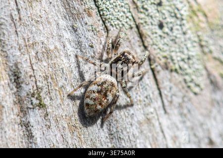 Zebra Spinnenspinne (Salticus scenicus) auf einem Fesselpfosten, Wiltshire, England, Großbritannien Stockfoto